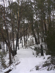 Eucalyptus delegatensis