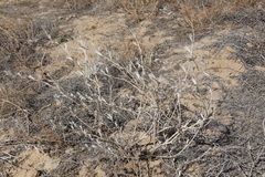 Hyoscyamus pusillus