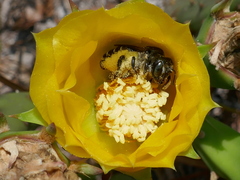 Lithurgopsis gibbosa