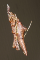 Rhomphaea urquharti