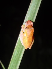 Dendropsophus delarivai