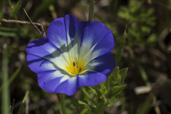 Convolvulus tricolor