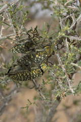 Julodis variolaris