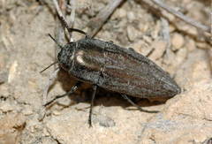 Sphenoptera cuprina
