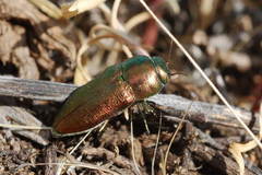 Sphenoptera orichalcea