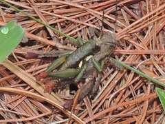 Duviardia vansomereni