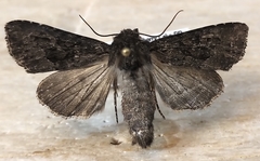 Apamea impulsa