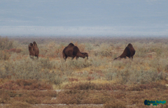 Camelus dromedarius