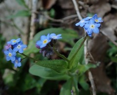 Myosotis sylvatica