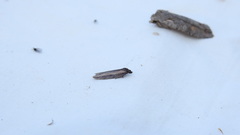 Acleris arcticana