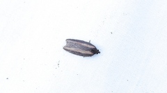 Acleris arcticana