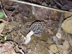 Morchella diminutiva