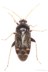 Psallus perrisi