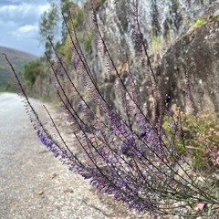 Anarrhinum longipedicellatum