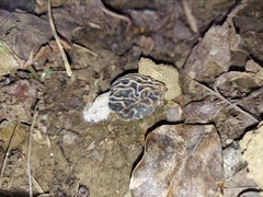 Morchella diminutiva