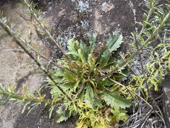 Anarrhinum longipedicellatum