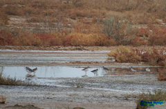 Tringa totanus