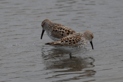 Correlimos de Alaska (Calidris mauri)