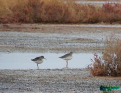 Tringa totanus