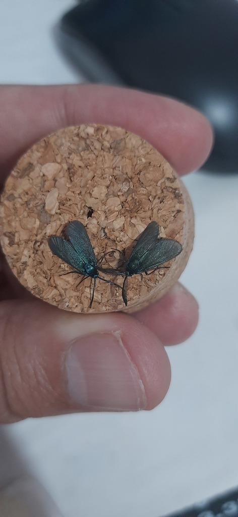 Jordanita cirtana