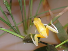 Dendropsophus delarivai