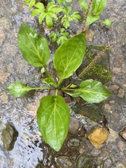 Plantago cordata