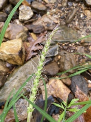 Plantago cordata