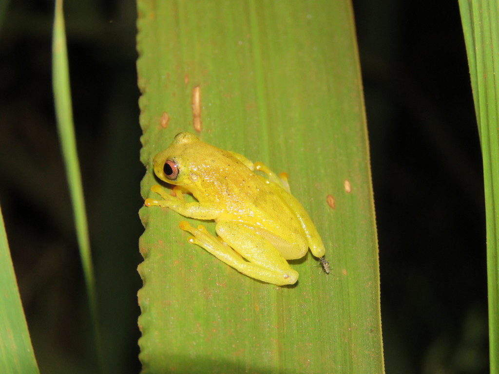 Cobija Tree Frog