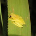 Cobija Tree Frog - Photo (c) Vincent A. Vos, some rights reserved (CC BY), uploaded by Vincent A. Vos