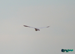 Ardea alba