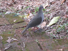 Leptotila plumbeiceps