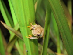 Dendropsophus joannae