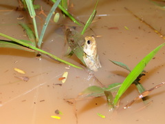 Dendropsophus joannae