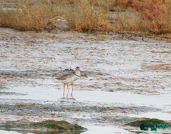 Tringa totanus