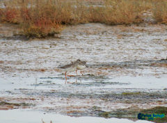 Tringa totanus