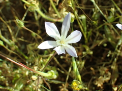 Brodiaea minor