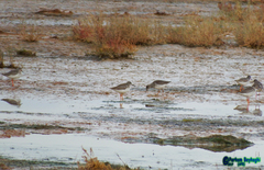 Tringa totanus