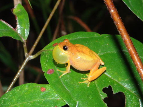 Dendropsophus leali