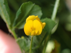 Medicago arabica