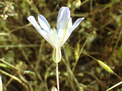 Brodiaea minor