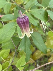 Clematis reticulata