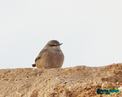Oenanthe chrysopygia