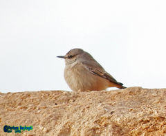 Oenanthe chrysopygia