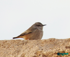 Oenanthe chrysopygia