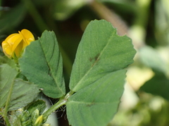 Medicago arabica