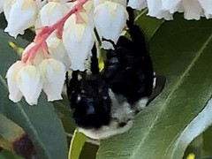 Bombus impatiens