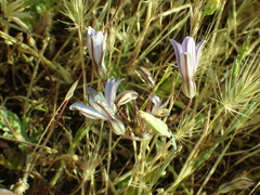 Brodiaea minor