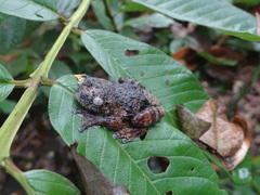Dendropsophus marmoratus