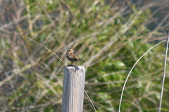 Passer domesticus × italiae