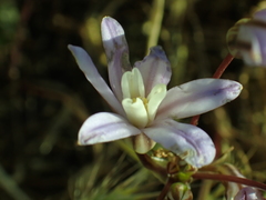 Brodiaea minor